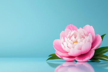 blooming peony flower with vibrant pink petals and leaves