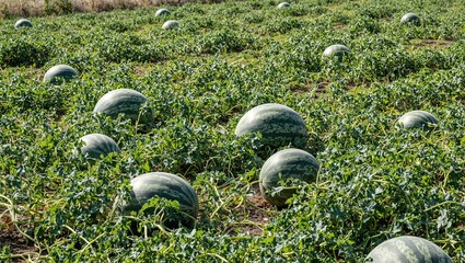 vibrant watermelon patch with striped fruits in sunlight