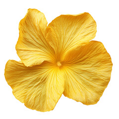 yellow flower petal on transparent background