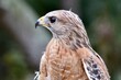 © Kitz Pix - red shouldered hawk portrait bird of prey