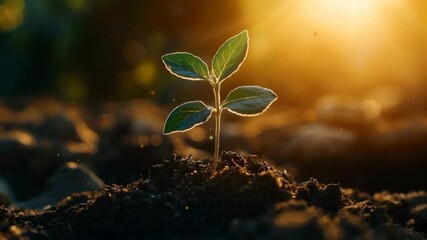 Close up mini plant growing up with the sunrise view 