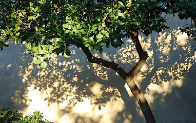 Wall Mural - Tree shadow on a beige wall.