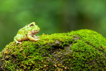 Pacman, funny frog in natural life