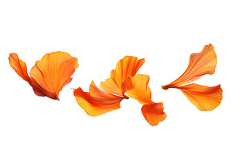 Wall Mural - png floating orange flower petals gracefully