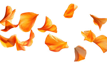 Wall Mural - png floating orange flower petals gracefully