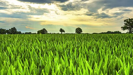 Wall Mural - beautiful timelapse of a green agricultural field with the clouds in the sky painted by the fast mov