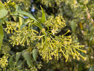 A tree with yellow flowers and green leaves