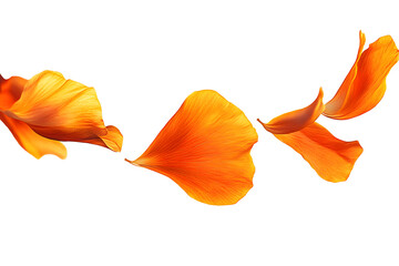 Wall Mural - png floating orange flower petals gracefully