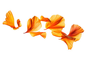 Wall Mural - png floating orange flower petals gracefully