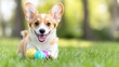 © julio - A playful corgi with colorful eggs on a grassy field.