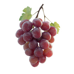 Wall Mural - a bunch of grapes hanging from a branch