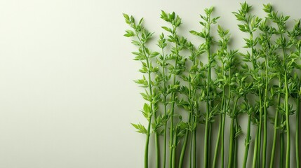 Wall Mural - Green plants arranged on a light green background.