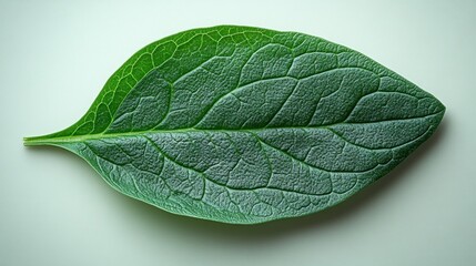 Wall Mural - Single green leaf with visible veins on white background.