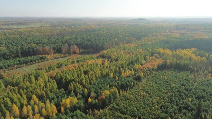 Wall Mural - Autumn foliage in vibrant forest view