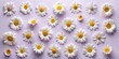 © Collection - A harmonious arrangement of delicate chamomile blossoms against a soft lilac backdrop, showcasing the intricate details of each flower