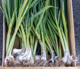 Wall Mural - Bunches of fresh young heads of white garlic and onion on local farmers market in Dordogne, France, close up