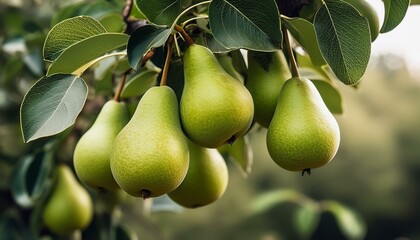 Fresh healthy green pear fruit hanging on the tree, close up