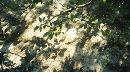 Sticker - Sunlight Dappled on the Forest Floor: A Tranquil Scene of Nature's Beauty