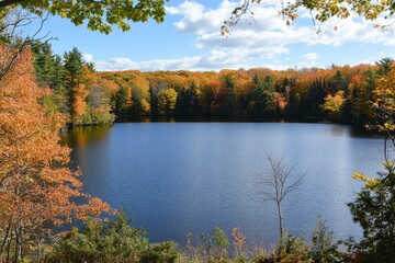 Wall Mural - Scenic Photo of Lake Surrounded by Trees