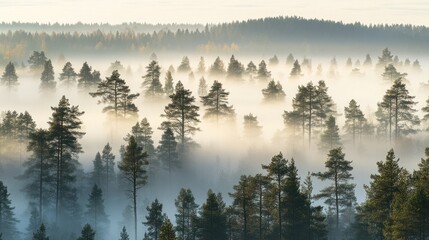 Wall Mural - Misty Dawn in a Pine Forest: A Serene Landscape