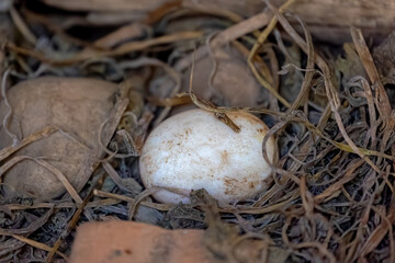 One white egg of land turtle in between rock, Tortoise are reptiles of the order Testudines characterized by a special bony or cartilaginous shell developed from their ribs and acting as a shield.