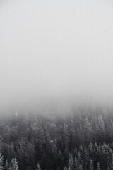 Naklejka na meble Serene winter landscape with snow-covered trees and fog in the mountains at dusk near the forest. Gorgany range during winter. Carpathian mountains, Ukraine