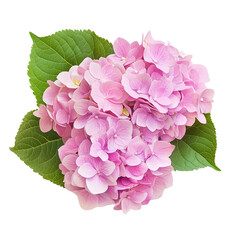 Wall Mural - Hydrangea Flowers Isolated on White Background