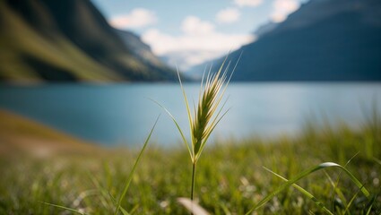 The serene mountain lake reflects a vibrant summer sky, framed by lush green grass and distant clouds