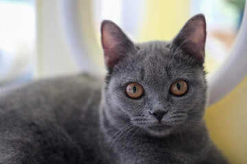 3 months old British Shorthair cat in the cat shelter, looking around