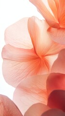 Wall Mural - 322. 22. texture of the flower petals, texture focus, isolated on a white background, --ar 9:16 --v 6.1 Job ID: 8fd40dd5-3c44-40c8-b9c9-d652905960d4