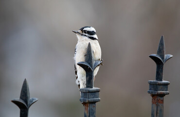 Wall Mural - downy woodpecker on cast iron fleur de lis 