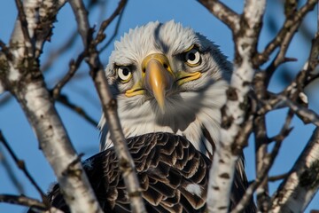 a close-up view of a bird of prey perched in a tree, with its feathers and talons visible