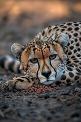 Canvas Print - A cheetah lying down and enjoying its meal