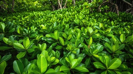 Canvas Print - A dense thicket of green plants growing in a forest environment, perfect for outdoor scenes or nature-inspired designs