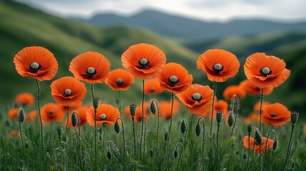 Poster - A beautiful field of orange poppies against a stunning mountain backdrop