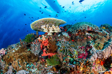 Wall Mural - Tropical fish next to hard and soft corals on a healthy coral reef