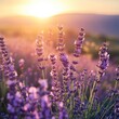 © NpicArt - Lavender Field Sunset Golden Hour Blooms