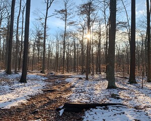 Poster - Sunlit winter forest path with snow.