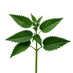 Wall Mural - green nettle isolated on white