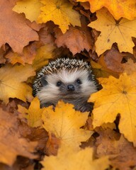 Wall Mural - A hedgehog peeks through vibrant autumn leaves.