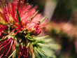 © Thanh - Callistemon flower