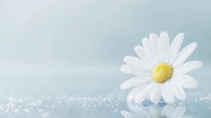 Wall Mural - A white daisy flower lies serenely on a glossy surface, with dew drops enhancing its beauty in gentle lighting and calm surroundings