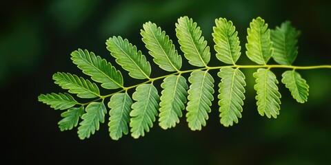 Wall Mural - Leaf Close Up,