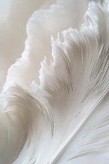 Poster - Close-up of a single, soft, white ostrich feather with delicate texture and subtle light and shadow.