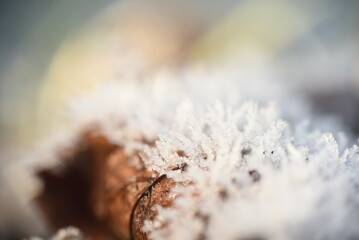 Wall Mural - snow covered grass