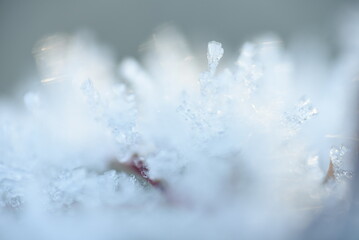 Wall Mural - snow on the grass