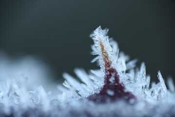 Wall Mural - frost on grass