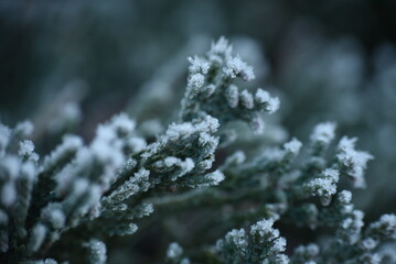 Wall Mural - frost on branches