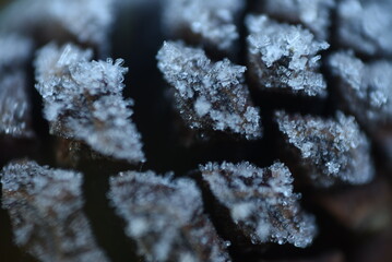 Wall Mural - frozen cone macro shot