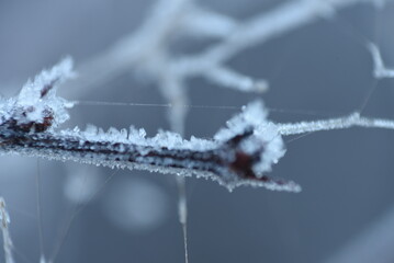 Wall Mural - a frozen spider's web